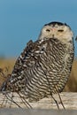 Snowy Owl (Bubo scandiacus).